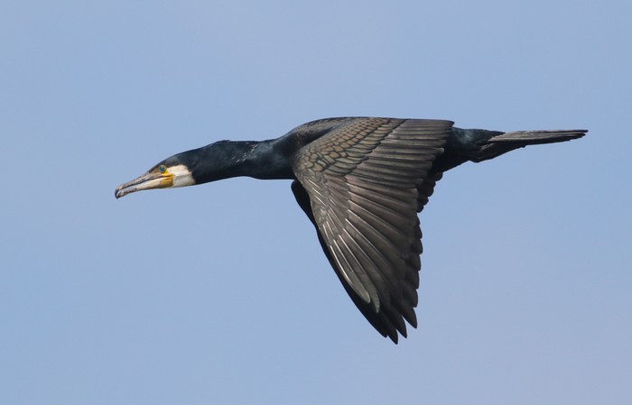 Continental Cormorant