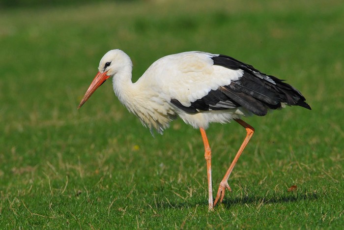 White Stork