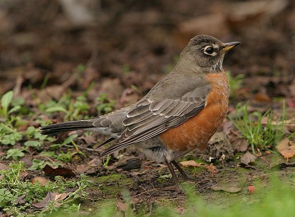 American Robin