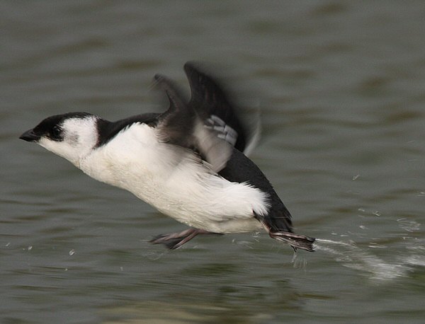 Little Auk