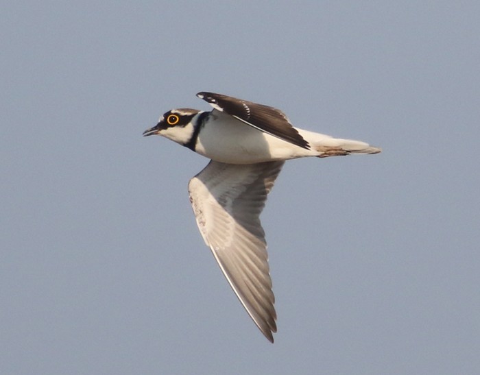 Little Ringed Plover