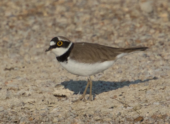 Little Ringed Plover