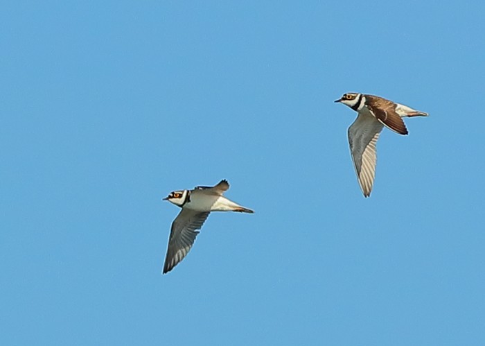 Little Ringed Plover