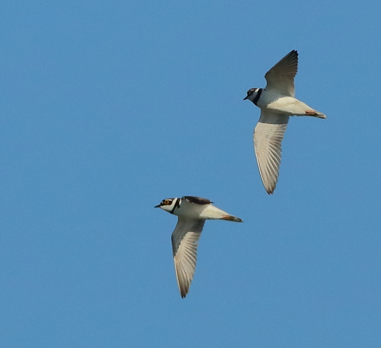 Little Ringed Plover