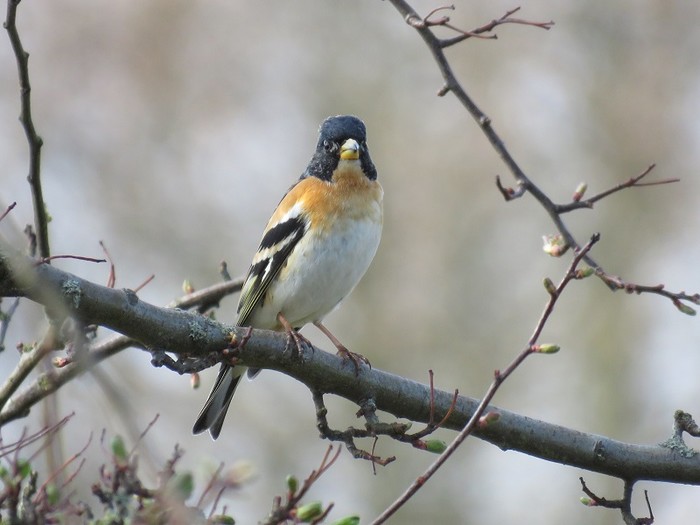 Brambling