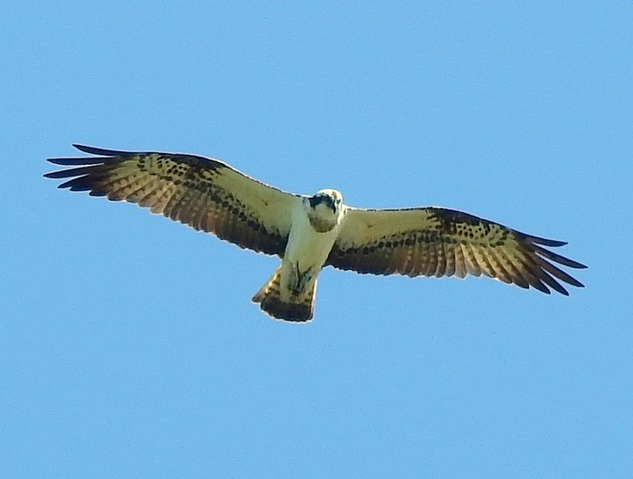 Osprey