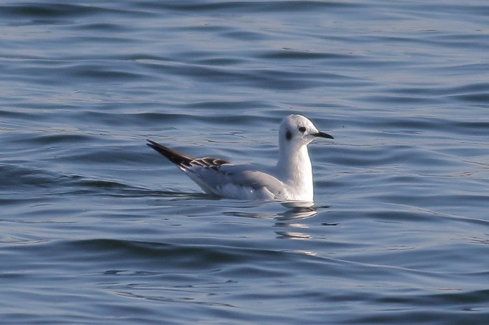 Bonaparte's Gull