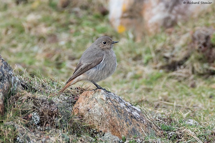 Black Redstart