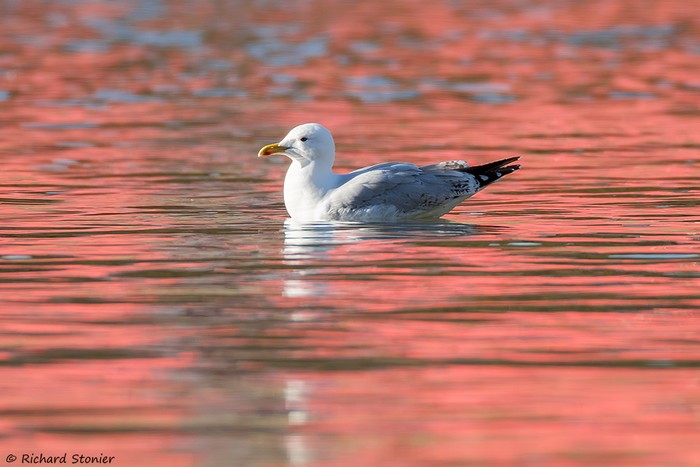 Herring Gull