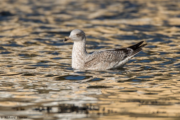 Herring Gull