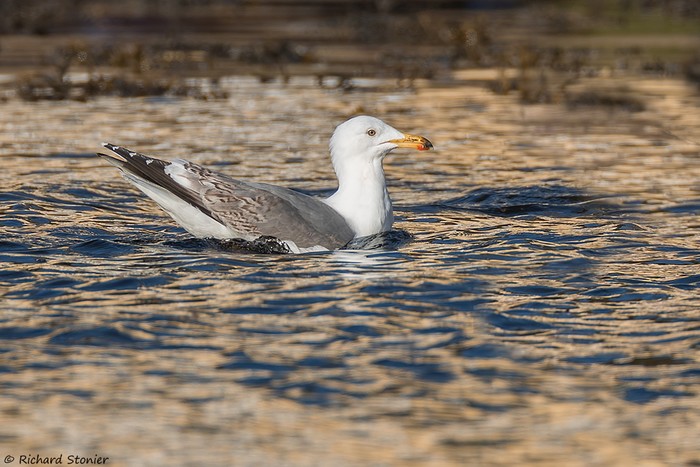 Lesser Black-backed Gull