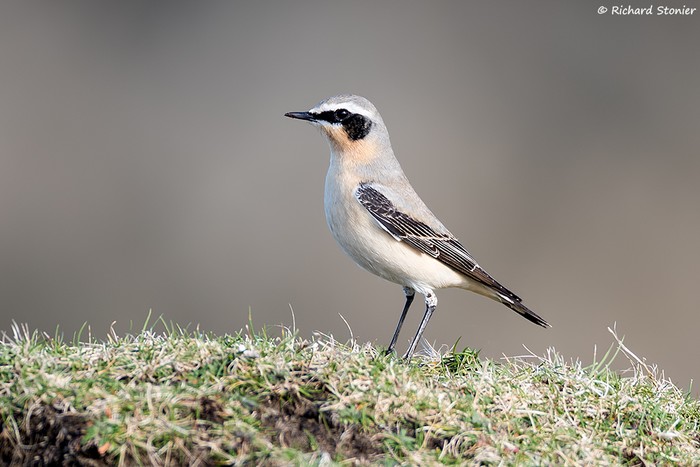 Wheatear