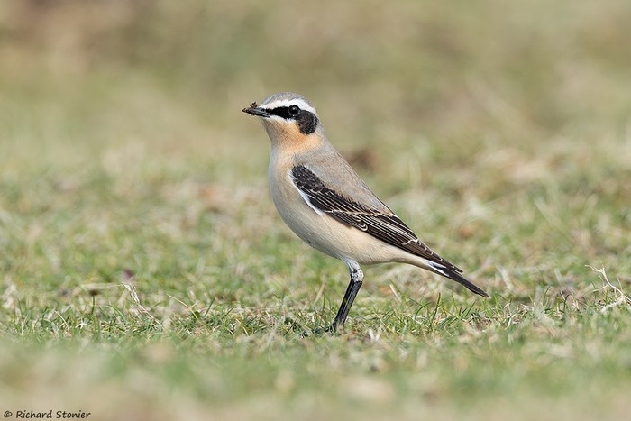 Wheatear