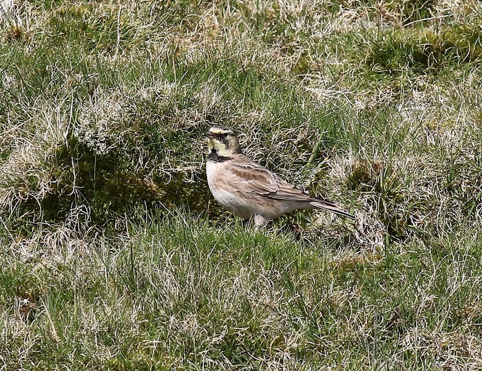 Shorelark