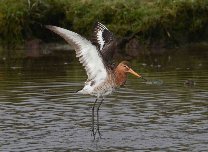 Continental Black-tailed Godwit