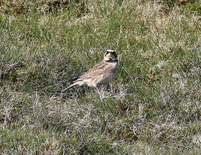 Shorelark