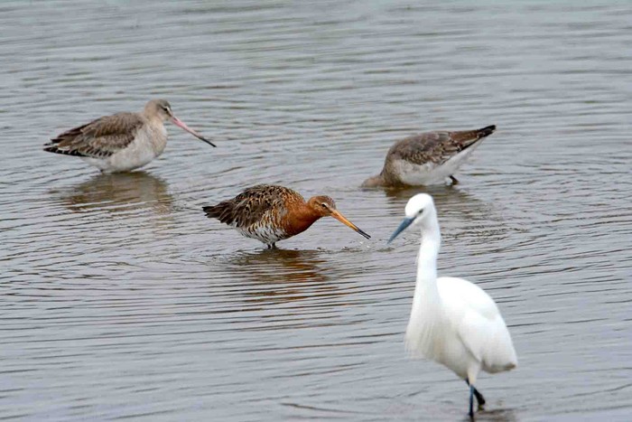 Continental Black-tailed Godwit