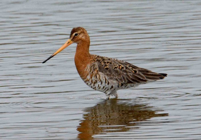 Continental Black-tailed Godwit