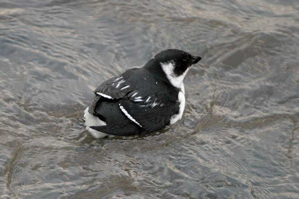 Little Auk