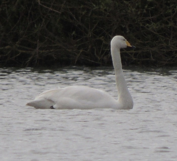 Whooper Swan