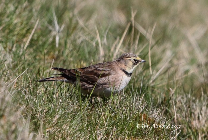 Shorelark