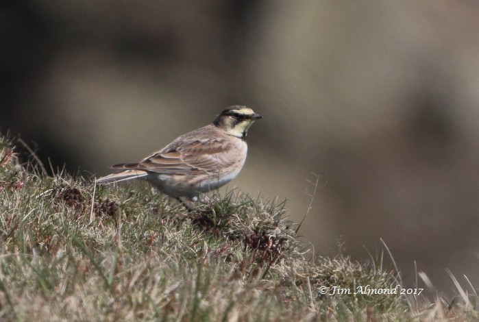 Shorelark
