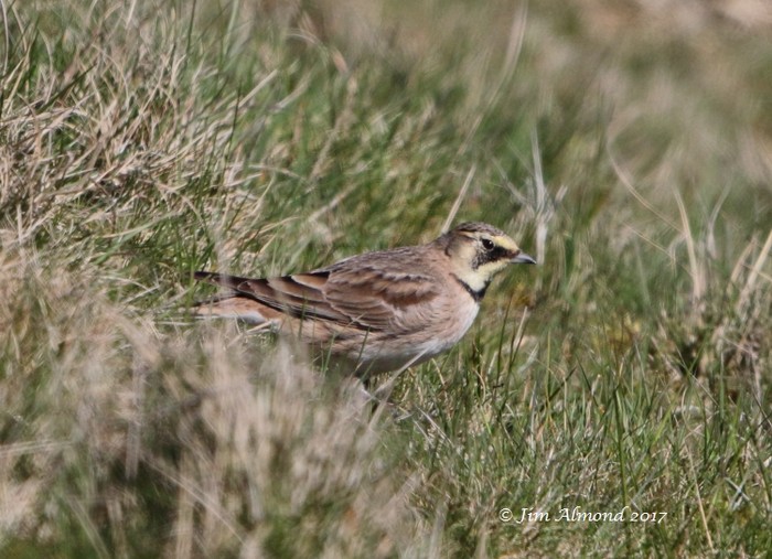 Shorelark