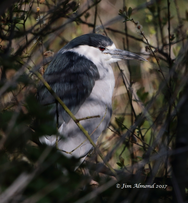 Night Heron
