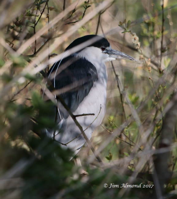 Night Heron