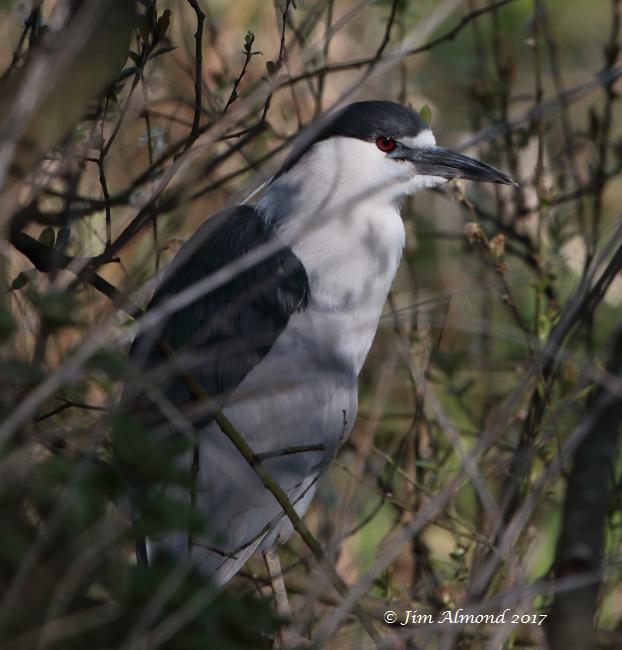 Night Heron
