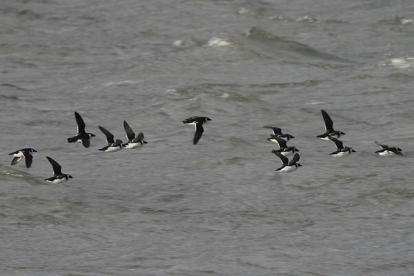 Little Auk