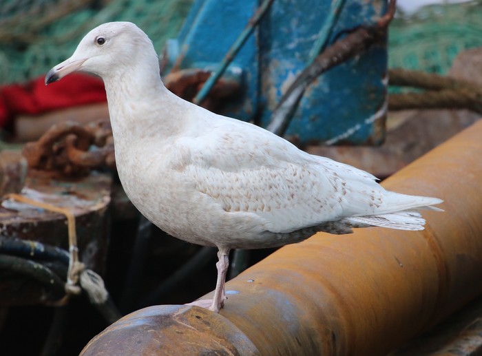 Glaucous Gull