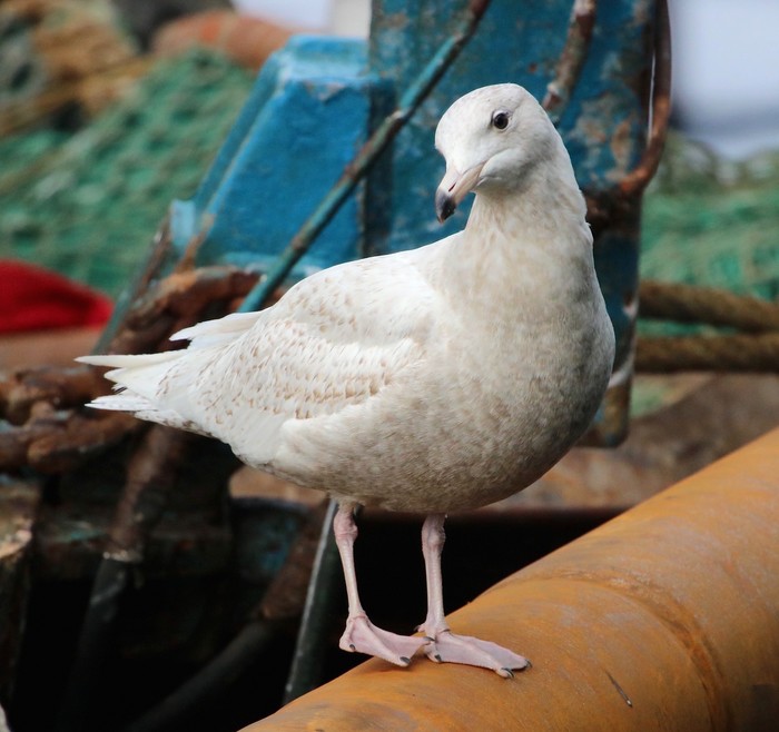 Glaucous Gull