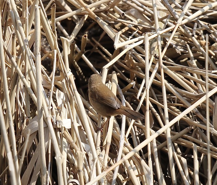 Cetti's Warbler