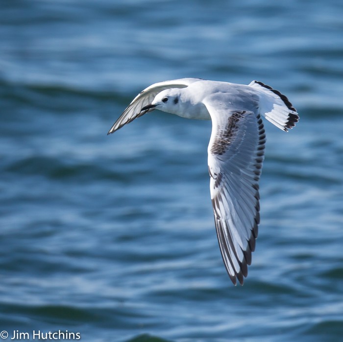 Bonaparte's Gull
