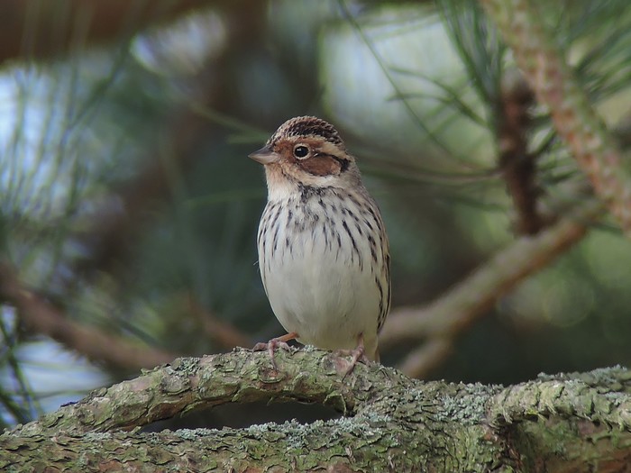 Little Bunting