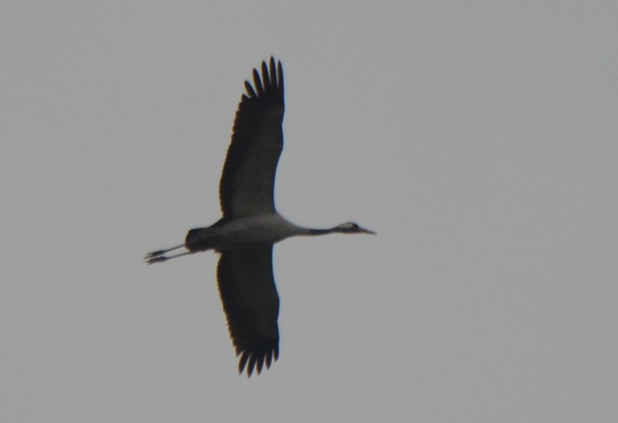 Common Crane