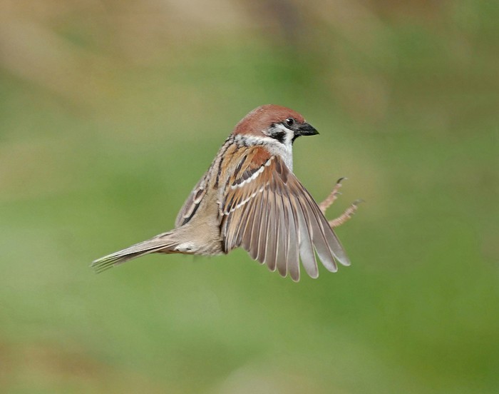 Tree Sparrow