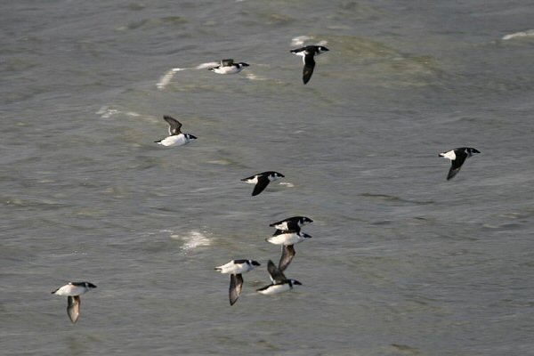 Little Auk
