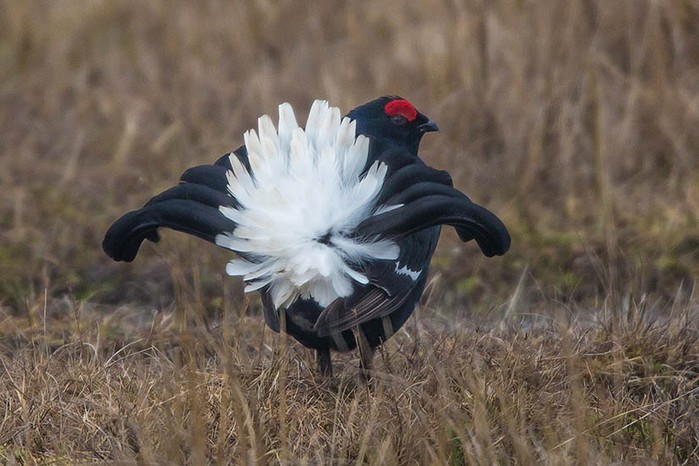 Black Grouse