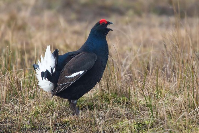 Black Grouse