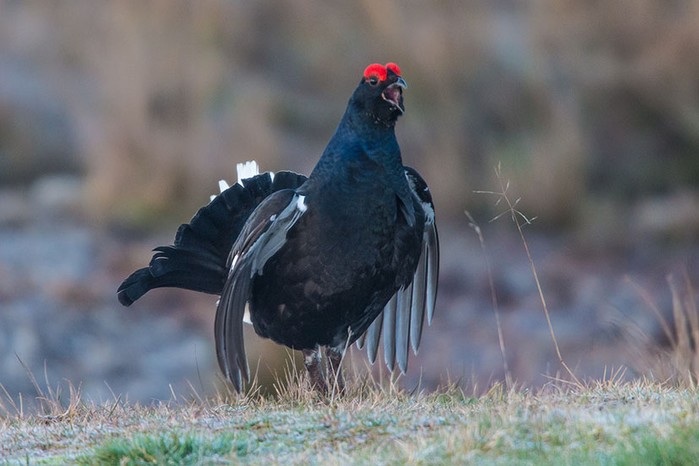 Black Grouse