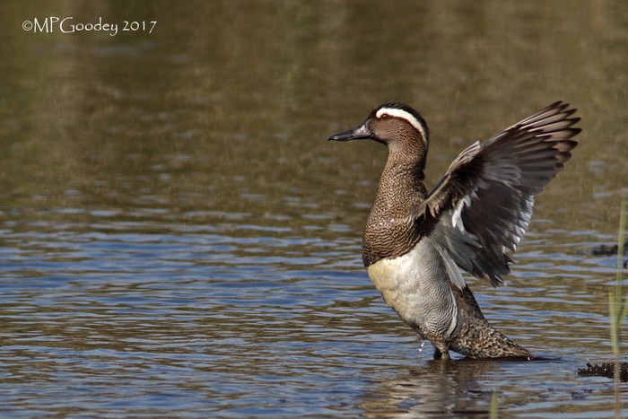 Garganey