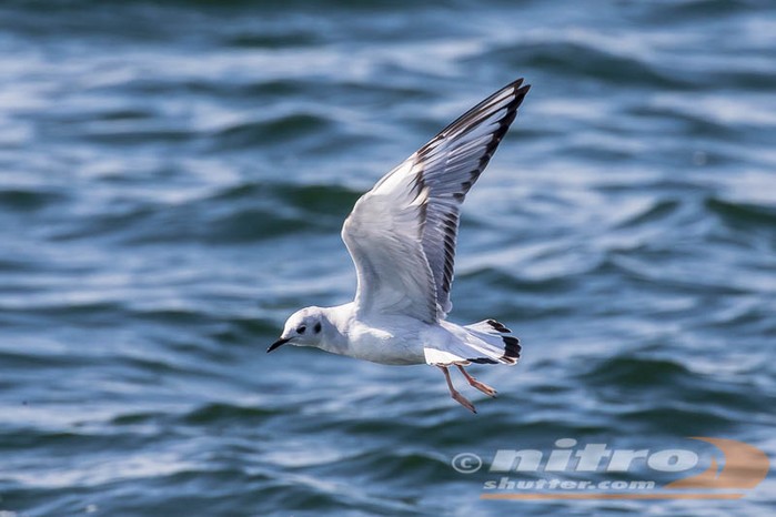 Bonaparte's Gull