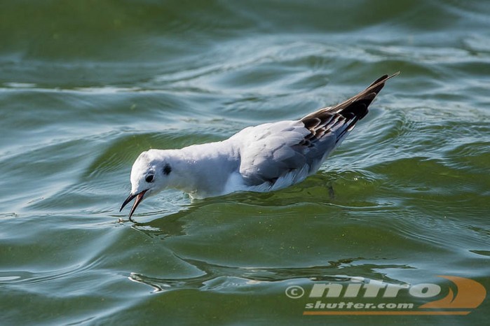 Bonaparte's Gull