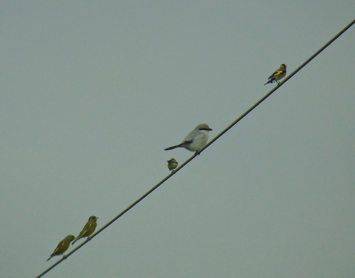 Great Grey Shrike