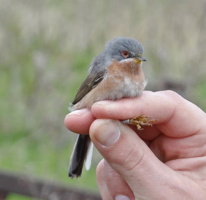 Western Subalpine Warbler