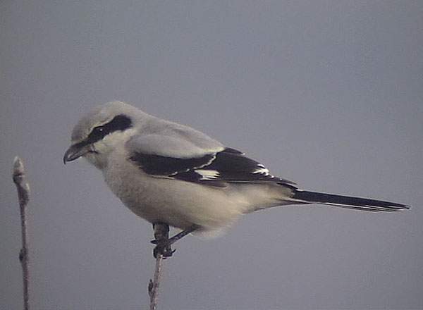 Great Grey Shrike
