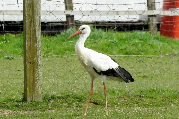 White Stork