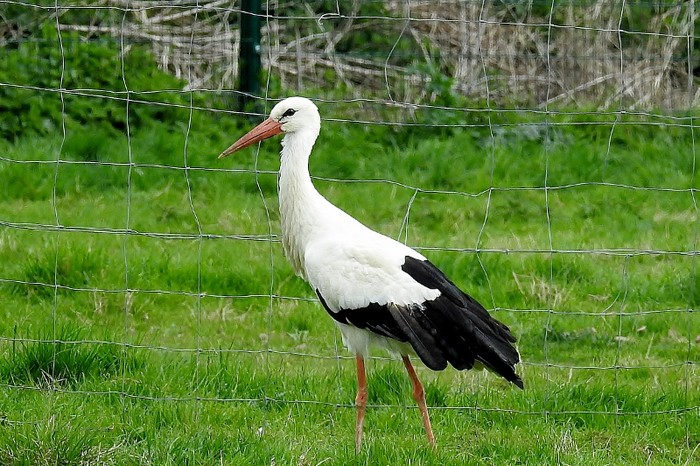 white stork